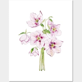 pink hellebores flower watercolor Posters and Art